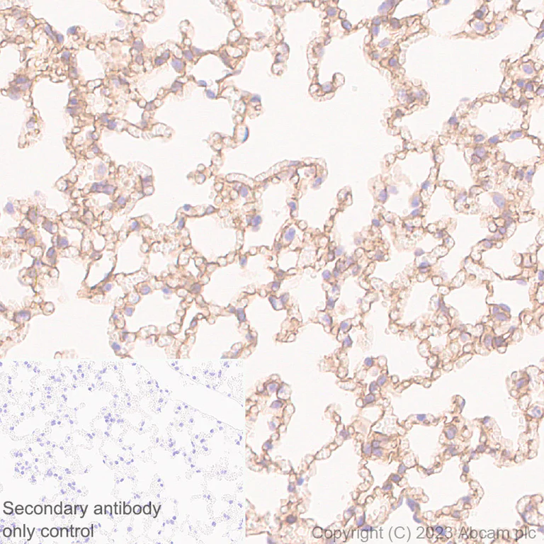 Immunohistochemistry (Formalin/PFA-fixed paraffin-embedded sections) - Anti-COL4A2 antibody [EPR25363-49] - BSA and Azide free (AB316100)