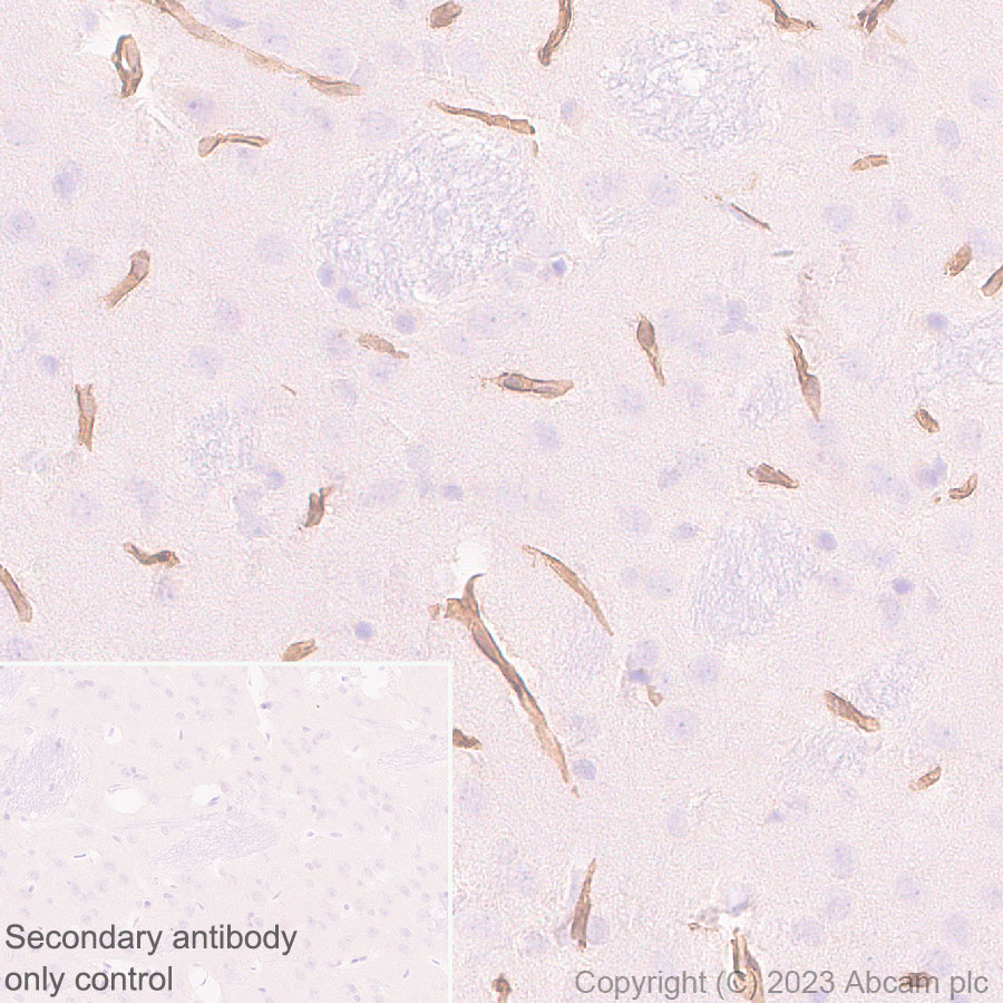 Immunohistochemistry (Formalin/PFA-fixed paraffin-embedded sections) - Anti-COL4A2 antibody [EPR25363-49] - BSA and Azide free (AB316100), expandable thumbnail