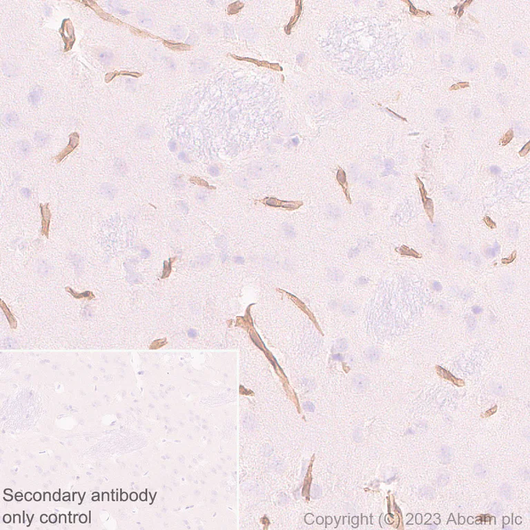 Immunohistochemistry (Formalin/PFA-fixed paraffin-embedded sections) - Anti-COL4A2 antibody [EPR25363-49] - BSA and Azide free (AB316100)