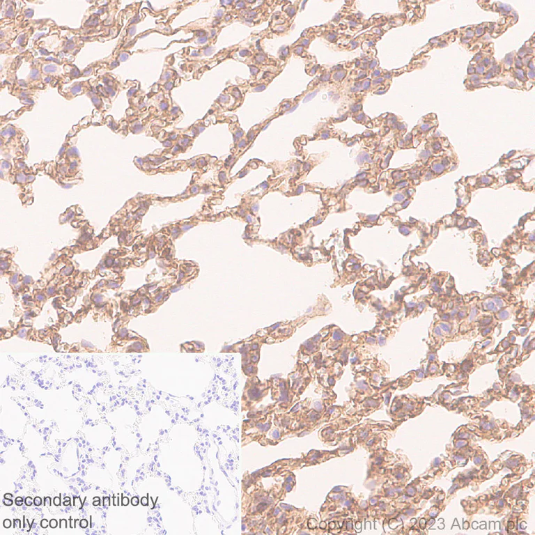 Immunohistochemistry (Formalin/PFA-fixed paraffin-embedded sections) - Anti-COL4A2 antibody [EPR25363-49] - BSA and Azide free (AB316100)