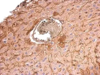 Immunohistochemistry (Formalin/PFA-fixed paraffin-embedded sections) - Anti-COL6A1 antibody (AB151422)