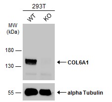 Western blot - Anti-COL6A1 antibody (AB151422), expandable thumbnail