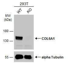 Western blot - Anti-COL6A1 antibody (AB151422)