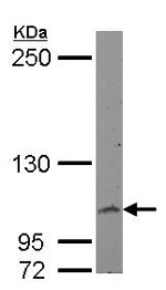 Western blot - Anti-COL6A1 antibody (AB151422), expandable thumbnail