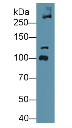 Western blot - Anti-COL6A3 antibody (AB231025)