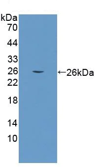 Western blot - Anti-COL6A3 antibody (AB231025)