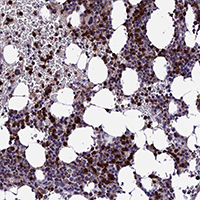 Immunohistochemistry (Formalin/PFA-fixed paraffin-embedded sections) - Anti-COL6A6 antibody (AB150926), expandable thumbnail