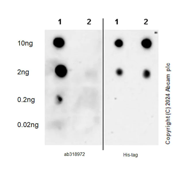 Dot Blot - Anti-COL8A1 antibody [EPR28738-178] - BSA and Azide free (AB318973)