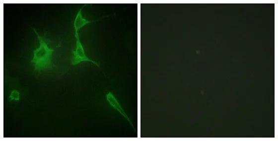 Immunocytochemistry/ Immunofluorescence - Anti-COL9A3 antibody (AB196591)