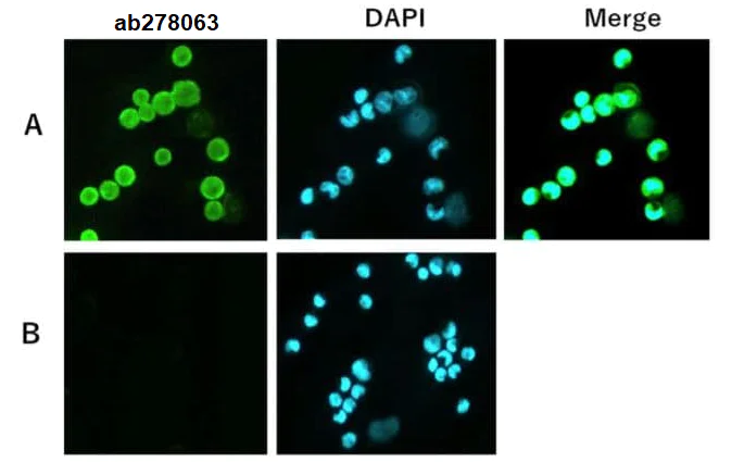 Immunocytochemistry/ Immunofluorescence - Anti-COLEC11 antibody [821] (AB278063)