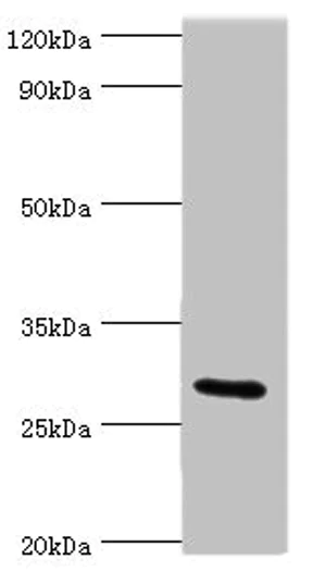 Western blot - Anti-COLEC11 antibody (AB238585)