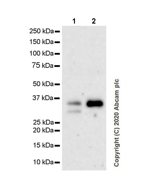 Western blot - Anti-COLEC11 antibody [EPR24192-169] (AB278081), expandable thumbnail