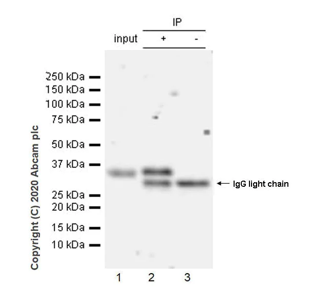 Immunoprecipitation - Anti-COLEC11 antibody [EPR24192-169] - BSA and Azide free (AB278085)