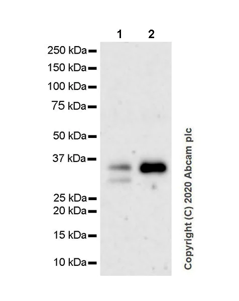 Western blot - Anti-COLEC11 antibody [EPR24192-169] - BSA and Azide free (AB278085)