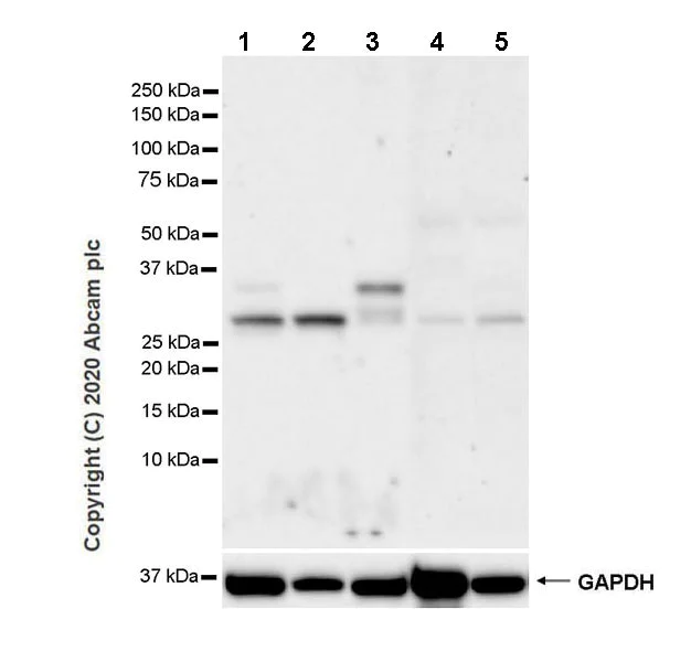Western blot - Anti-COLEC11 antibody [EPR24192-169] - BSA and Azide free (AB278085)