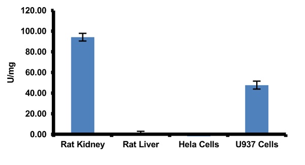 Functional Studies - Collagen Degradation/Zymography Assay Kit (Fluorometric) (AB234624)