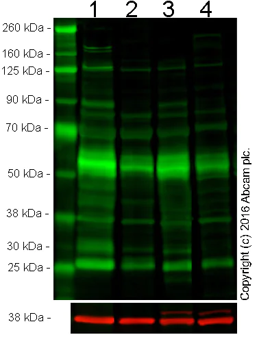 Western blot - Anti-Collagen I antibody [3G3] - BSA and Azide free (AB88147)