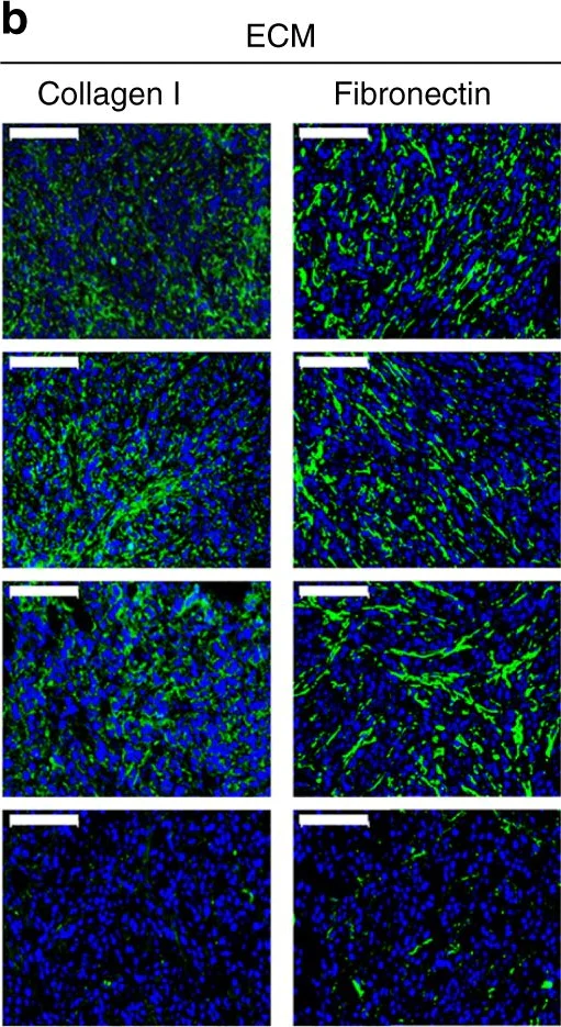Immunocytochemistry/ Immunofluorescence - Anti-Collagen I antibody (AB21286)