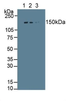 Western blot - Anti-Collagen I antibody (AB233080)