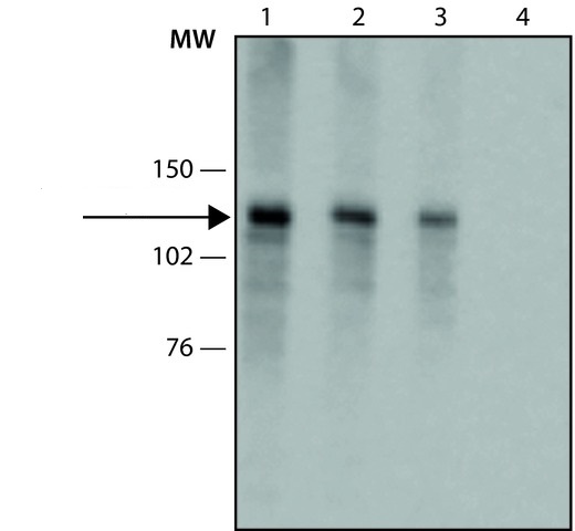 Western blot - Anti-Collagen I antibody [COL-1] (AB6308), expandable thumbnail