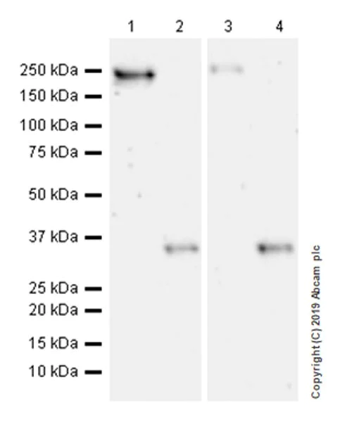 Western blot - Anti-Collagen I antibody [EPR22209-75] - BSA and Azide free (AB256541)