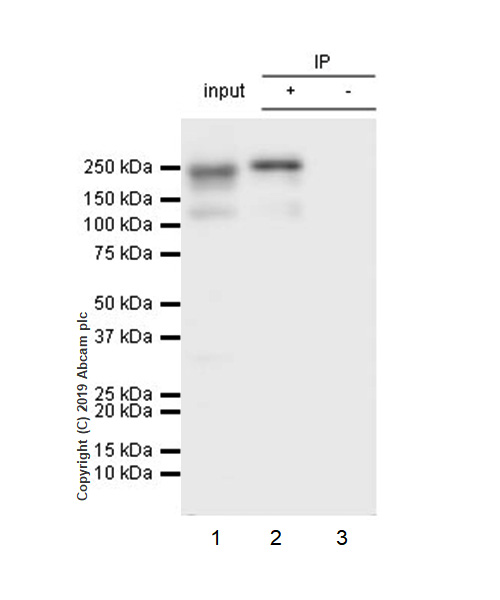 Immunoprecipitation - Anti-Collagen I antibody [EPR22894-89] - BSA and Azide free (AB264074), expandable thumbnail