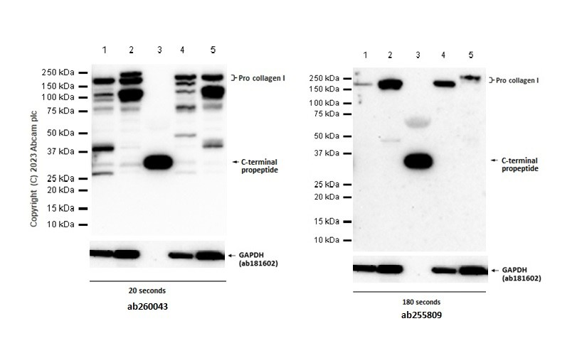 Western blot - Anti-Collagen I antibody [EPR22894-89] - BSA and Azide free (AB264074), expandable thumbnail