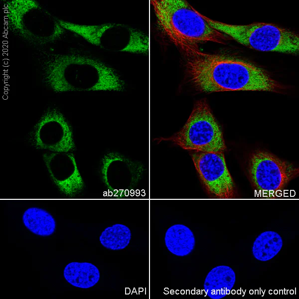 Immunocytochemistry/ Immunofluorescence - Anti-Collagen I antibody [EPR24331-53] (AB270993)