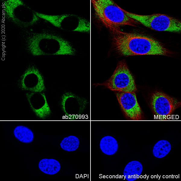 Immunocytochemistry/ Immunofluorescence - Anti-Collagen I antibody [EPR24331-53] - BSA and Azide free (AB279711), expandable thumbnail