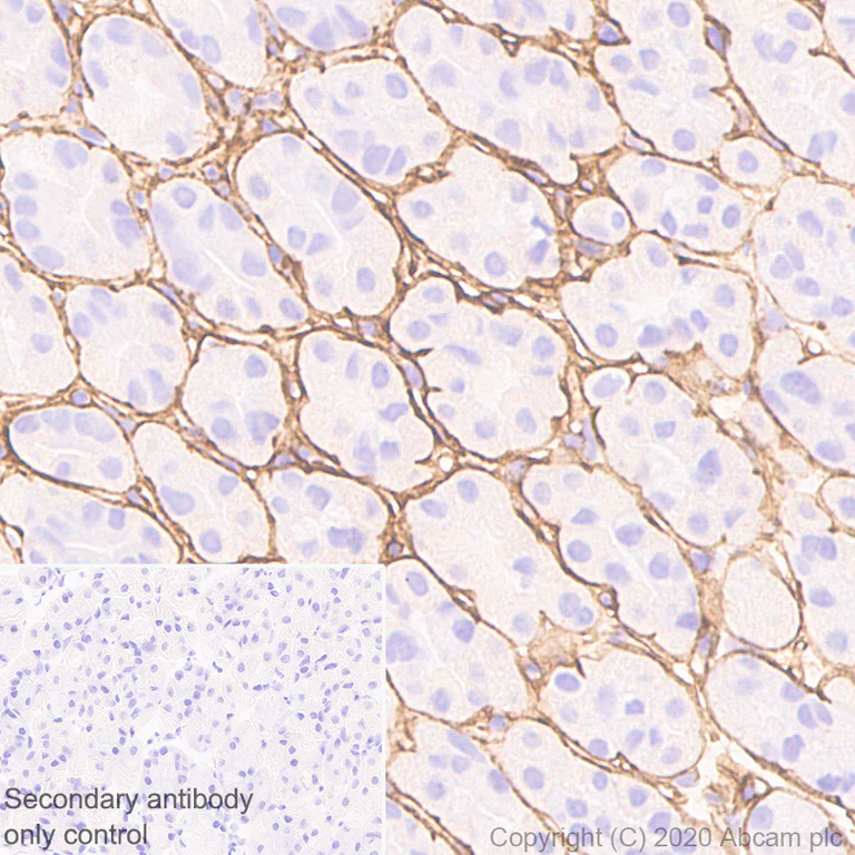 Immunohistochemistry (Formalin/PFA-fixed paraffin-embedded sections) - Anti-Collagen I antibody [EPR24331-53] - BSA and Azide free (AB279711)