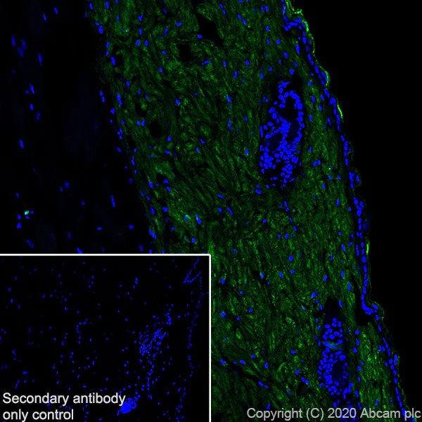 Immunohistochemistry (Frozen sections) - Anti-Collagen I antibody [EPR24331-53] - BSA and Azide free (AB279711)