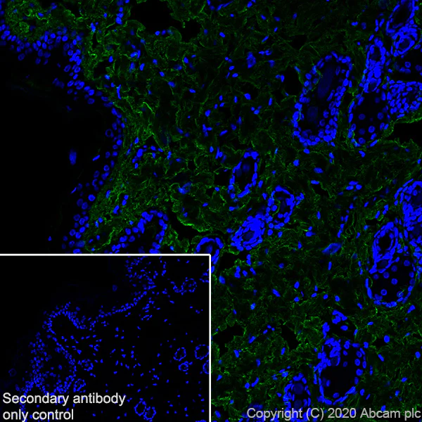 Immunohistochemistry (Frozen sections) - Anti-Collagen I antibody [EPR24331-53] - BSA and Azide free (AB279711)