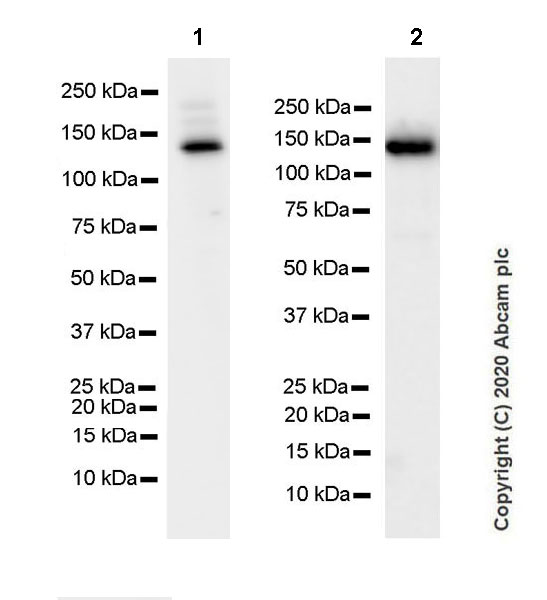 Western blot - Anti-Collagen I antibody [EPR24331-53] - BSA and Azide free (ab279711), expandable thumbnail