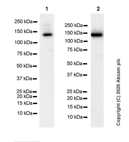 Western blot - Anti-Collagen I antibody [EPR24331-53] - BSA and Azide free (AB279711)
