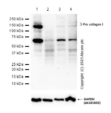 Western blot - Anti-Collagen I antibody [EPR24331-53] - BSA and Azide free (ab279711), expandable thumbnail