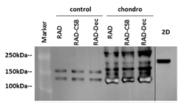 Western blot - Anti-Collagen I antibody [EPR7785] (AB138492)