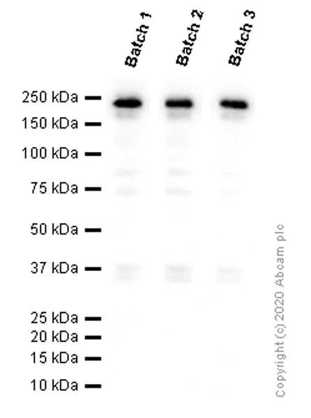 Western blot - Anti-Collagen I antibody [EPR7785] - BSA and Azide free (AB215969)