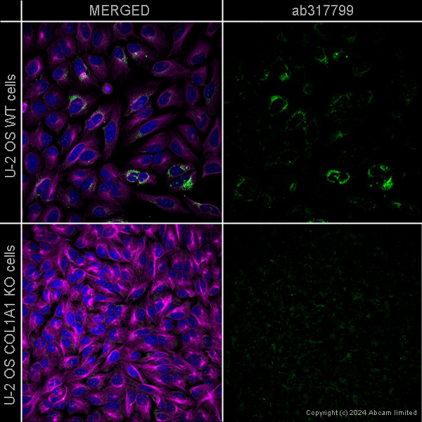 Immunocytochemistry/ Immunofluorescence - Anti-Collagen I antibody [EPR7785] – Mouse IgG1 (Chimeric) – BSA and Azide Free (AB317799), expandable thumbnail