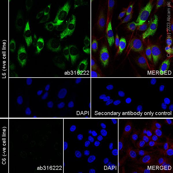 Immunocytochemistry/ Immunofluorescence - Anti-Collagen I antibody [RM1131] - BSA and Azide free (ab316223), expandable thumbnail