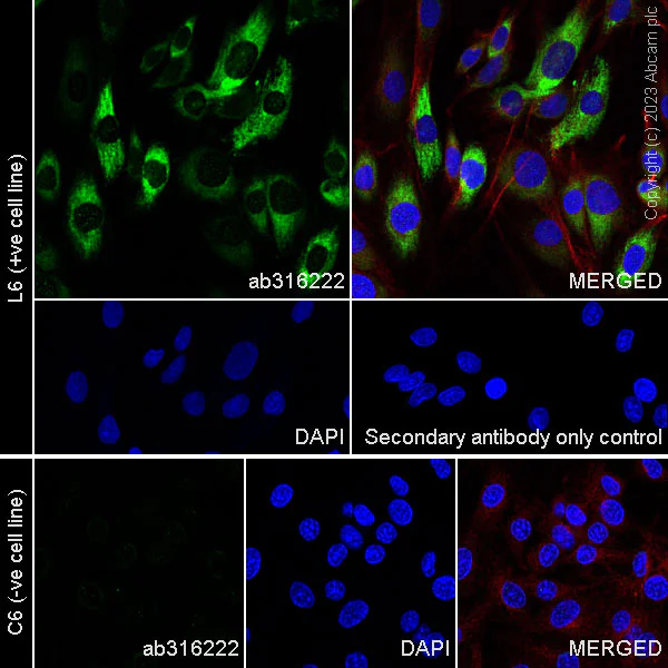 Immunocytochemistry/ Immunofluorescence - Anti-Collagen I antibody [RM1131] - BSA and Azide free (AB316223)