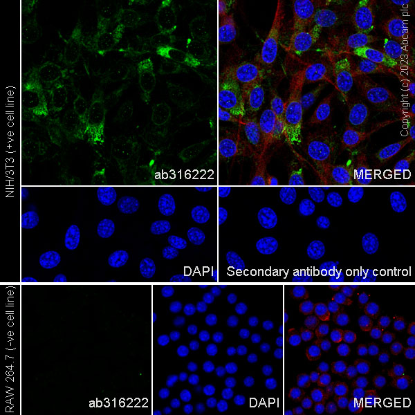 Immunocytochemistry/ Immunofluorescence - Anti-Collagen I antibody [RM1131] - BSA and Azide free (ab316223), expandable thumbnail