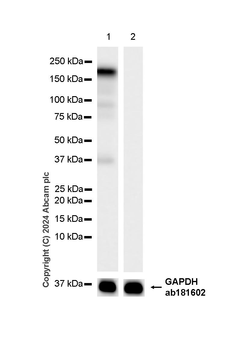 Western blot - Anti-Collagen I antibody [RM1131] - BSA and Azide free (ab316223), expandable thumbnail