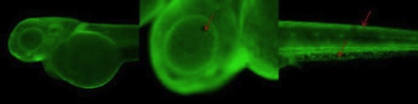 IHC - Wholemount - Anti-Collagen II antibody (AB209865), expandable thumbnail