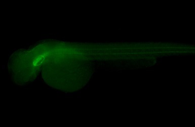IHC - Wholemount - Anti-Collagen II antibody (AB209865)