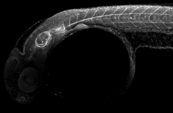IHC - Wholemount - Anti-Collagen II antibody (AB209865), expandable thumbnail