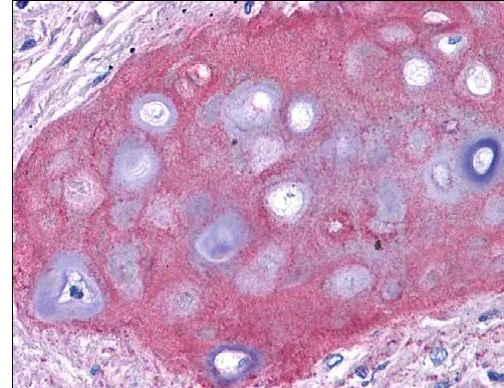 Immunohistochemistry (Formalin/PFA-fixed paraffin-embedded sections) - Anti-Collagen II antibody (AB34712)