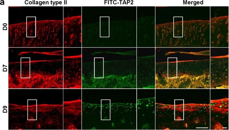Immunohistochemistry (Frozen sections) - Anti-Collagen II antibody (AB34712)