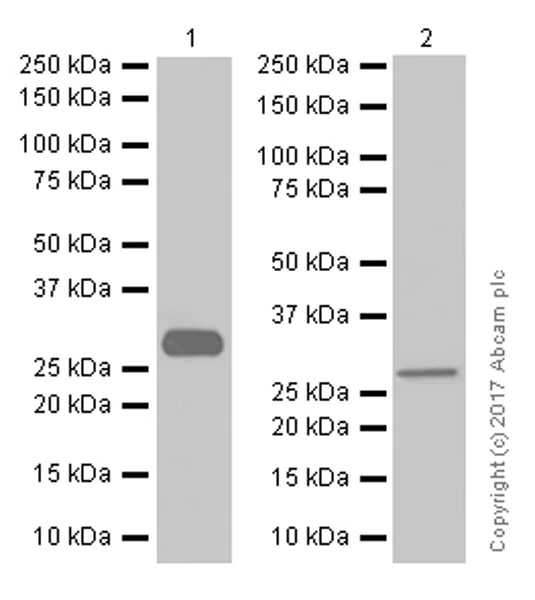 Western blot - Anti-Collagen II antibody [EPR12268] - BSA and Azide free (AB239007)