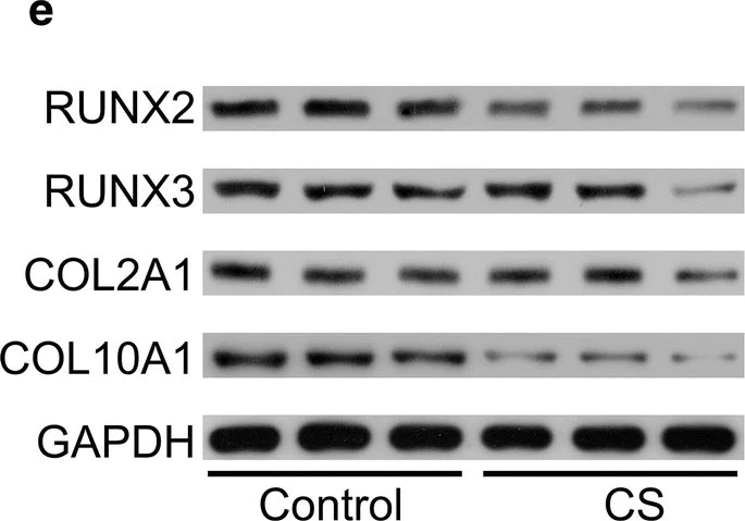 Western blot - Anti-Collagen II antibody [EPR12268] - BSA and Azide free (AB239007)