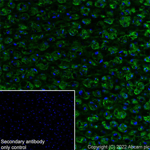 Immunohistochemistry (Frozen sections) - Anti-Collagen II antibody [EPR27418-25] - BSA and Azide free (AB307675)
